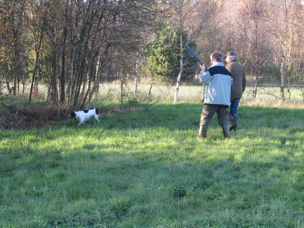 Jagt på skovsneppe med stående hund