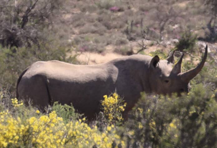 rhino-record