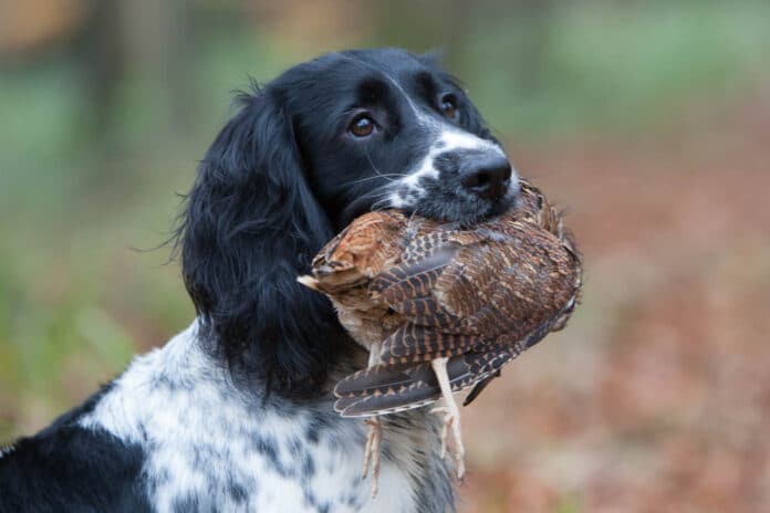 0_WincantonA-119_Easy-Resize.com apportering, hundetræning