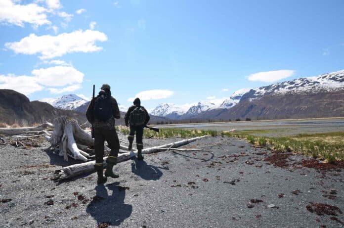 bjørnejagt på kodiak island