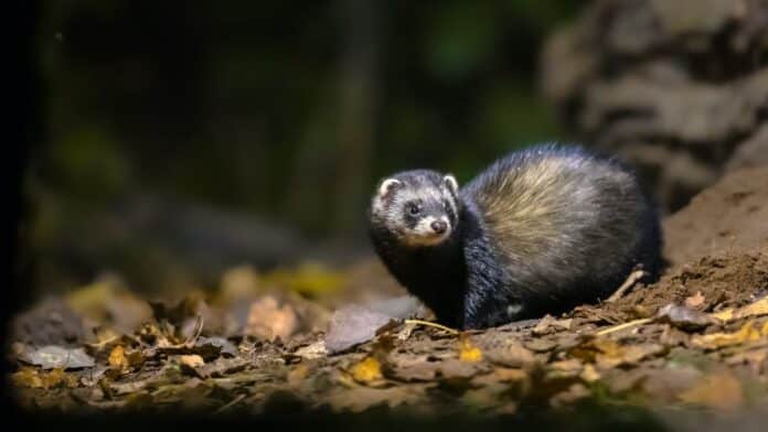 European,Polecat,(mustela,Putorius),In,Forest,In,Natural,Environment,In