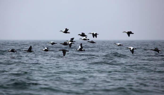 Flying,Eider,Duck Edderfugl