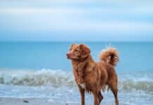 Hunde på strand