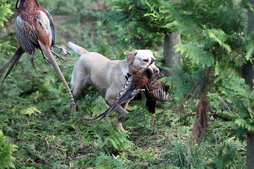 en lys labrador apportere en nedlagt fasan