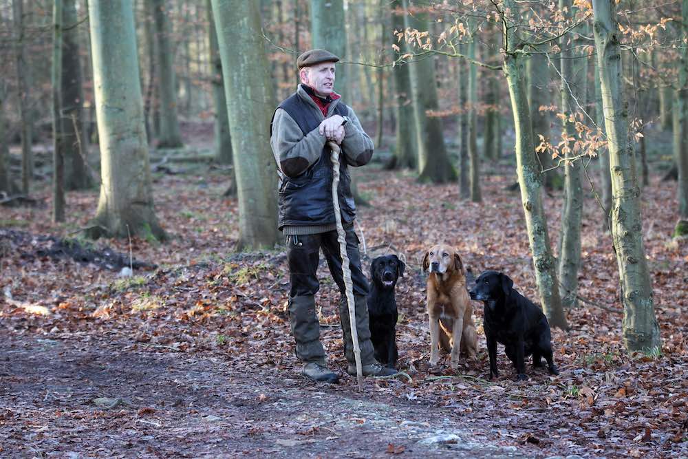 Erfarne drivere med labrador og spaniels driver såterne af 