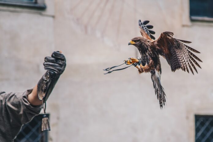 kamil-szumotalski-cYAWWdOZkfE-unsplash jægerfestival