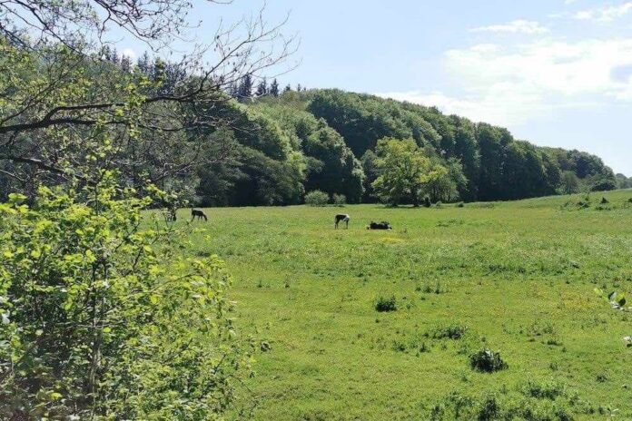 forbud mod jagt i natura 2000 område skrinlagt