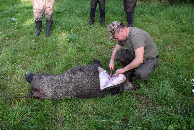 Afrikansk svinepest fundet i vildsvin tæt på Berlin