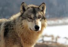 Nordamerikansk grå ulv