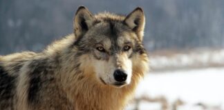 Nordamerikansk grå ulv